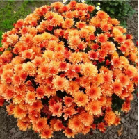 Branbeach Orange мультифлора